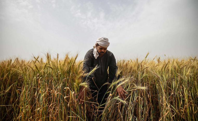 An Egyptian man harvests wheat in Saqiyat al-Manqadi village in the northern Nile Delta province of Menoufia in Egypt