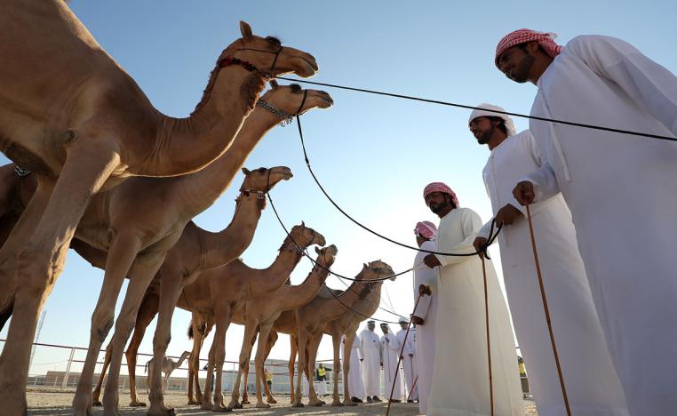 دعم ملاك الإبل