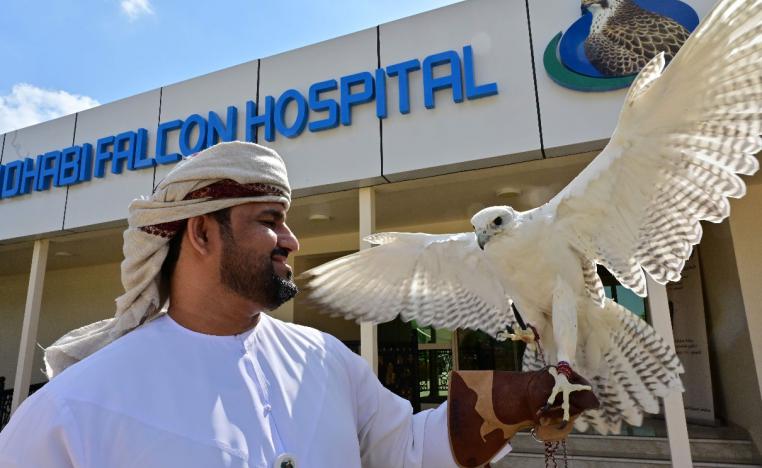 The owner of a falcon holds the bird of prey in front of the Abu Dhabi Falcon Hospital