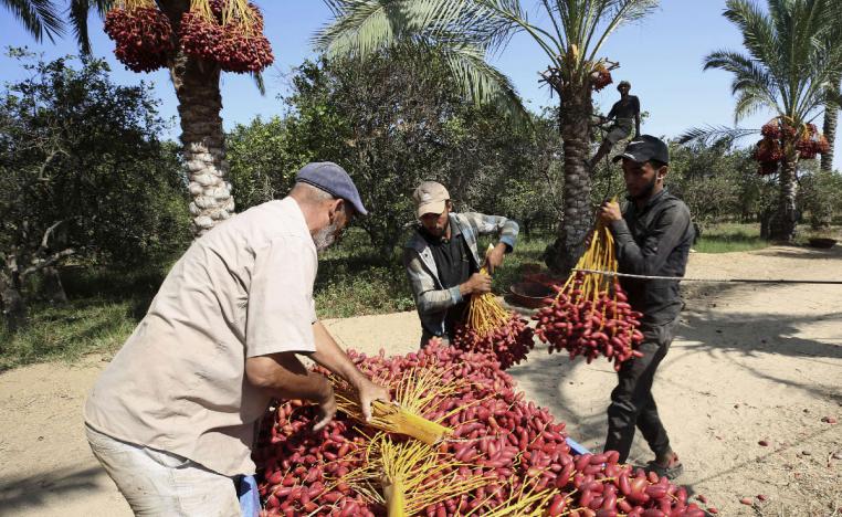 Farm workers collect dates during the harvest at a farm in Deir el-Balah, central Gaza Strip