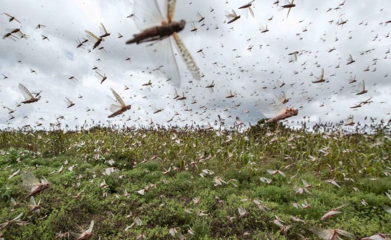 Experts say the locust swarms are the result of extreme weather swings