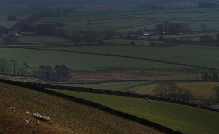 Sheep graze on a hillside on farmland near Appleby in Cumbria, Britain