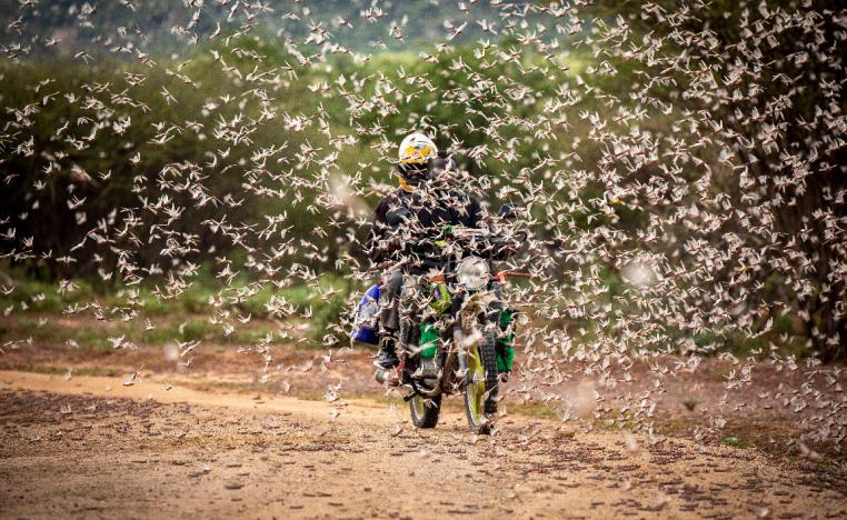 A motorcyclist rides through a swarm of desert locusts in Kipsing, near Oldonyiro, in Isiolo county, Kenya