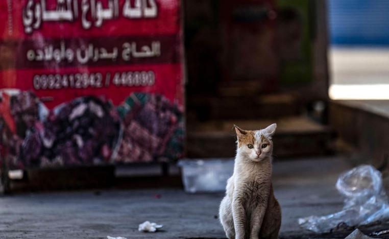 قط في شارع فارغ في القامشلي