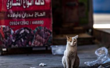 قط في شارع فارغ في القامشلي
