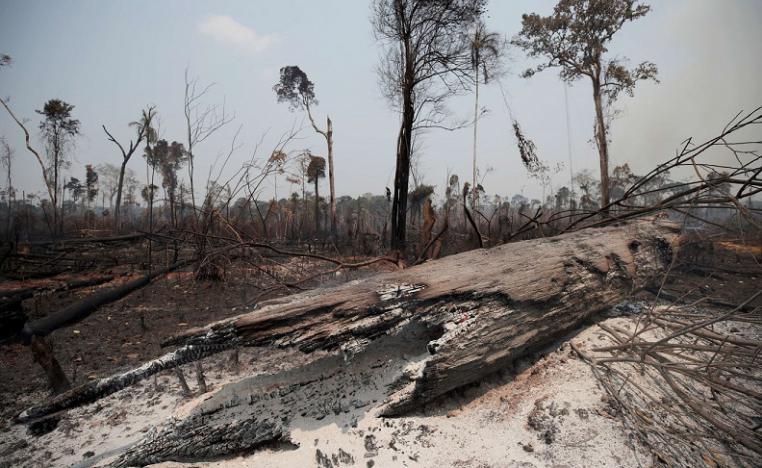 حرائق الغابات