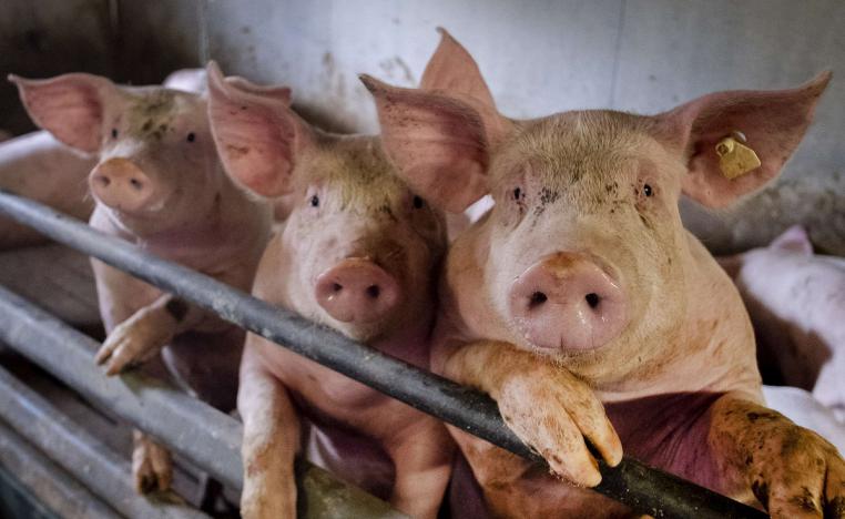 مزرعة خنازير في فرانكفورت بالمانيا