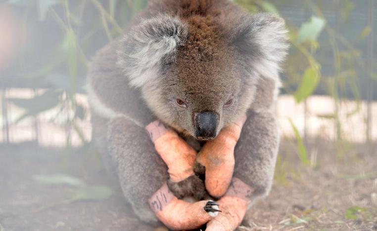 كوالا مصاب جراء حرائق الغابات في استراليا
