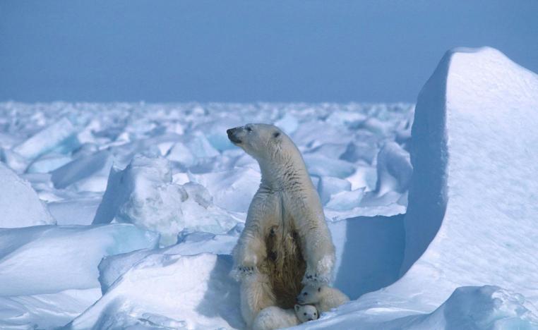  الدببة القطبية 