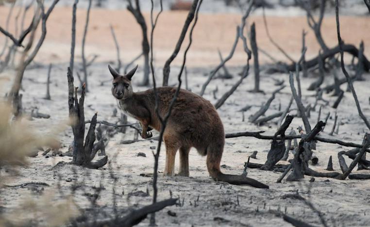 كانغارو يقف بين أشجار محروقة في غابات استراليا