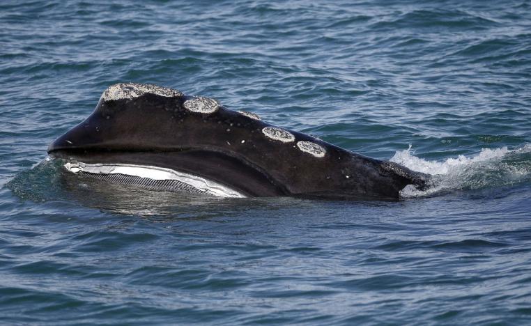 الأحياء البحرية