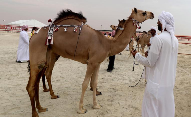 أيام التحكيم وإعلان النتائج