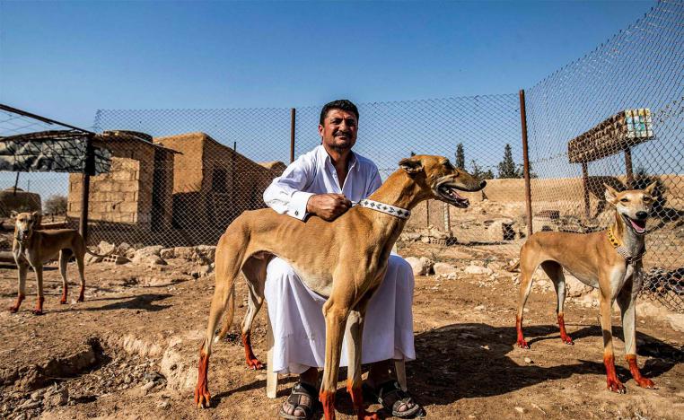 Some families in Ad-Darbasiyah started breeding Salukis in earnest around 20 years ago