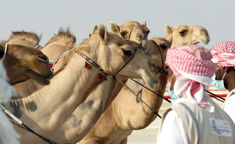 فوز بلقيس