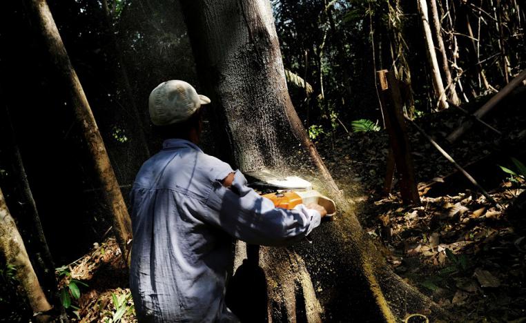 غابات الامازون