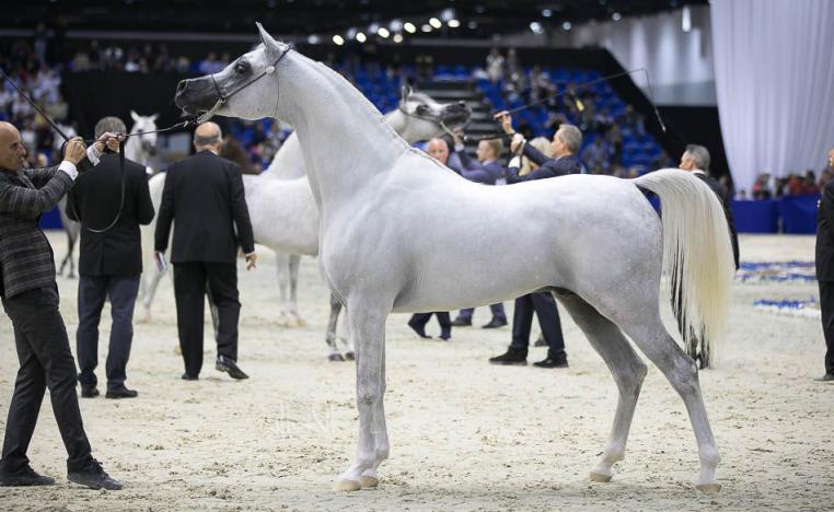 خيول
