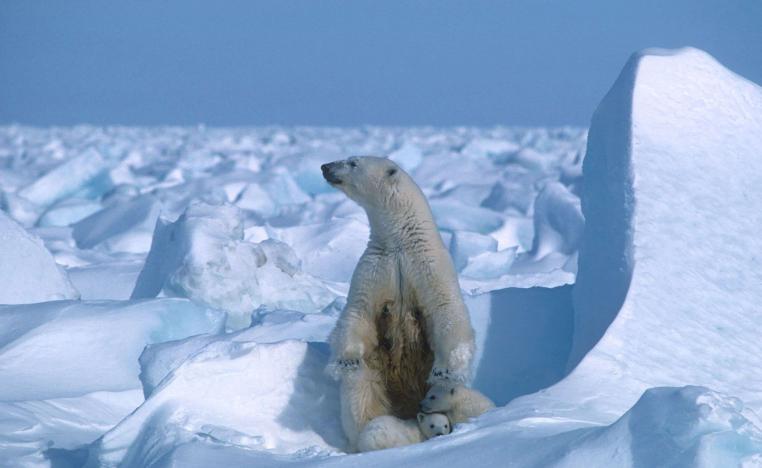  القطب الشمالي