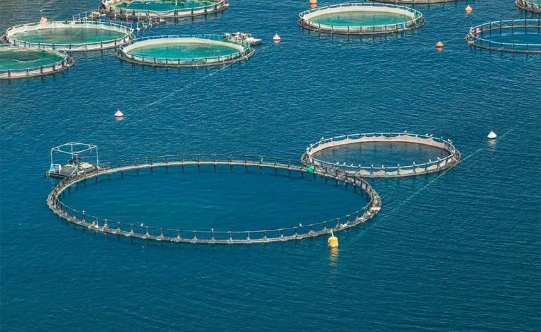 Fish farm production is supposed to prevent the depletion of fish stocks in offshore waters