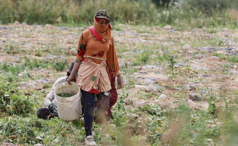امرأة أردنية تحصد الفاصوليا الخضراء في مزرعة في غور الحديثة 