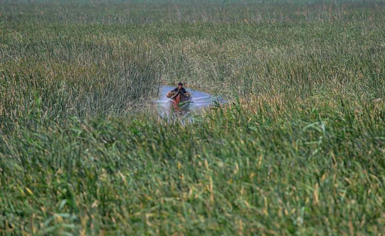 A marsh Arab man collects reeds from the wetlands