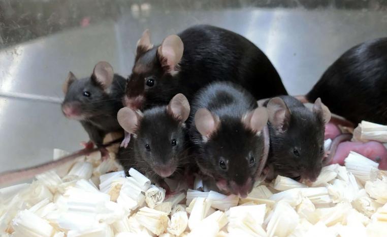 فئران تجارب