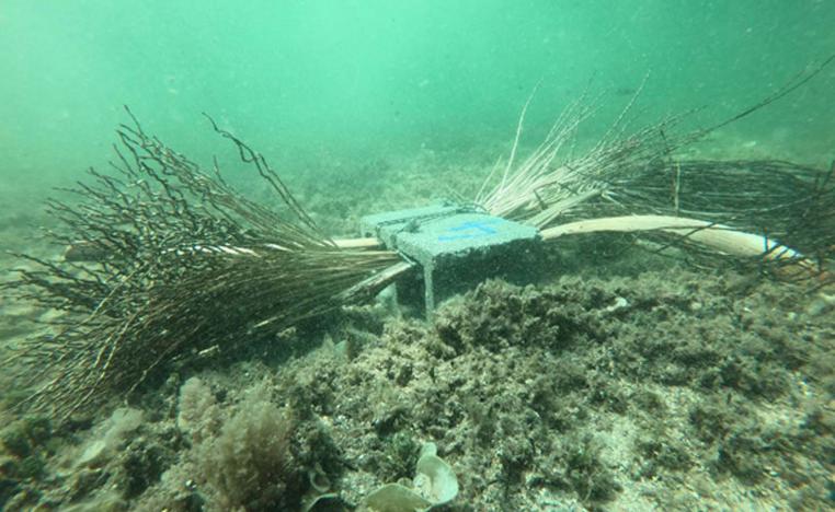 Sea urchins and other creatures using the artificial reefs 
