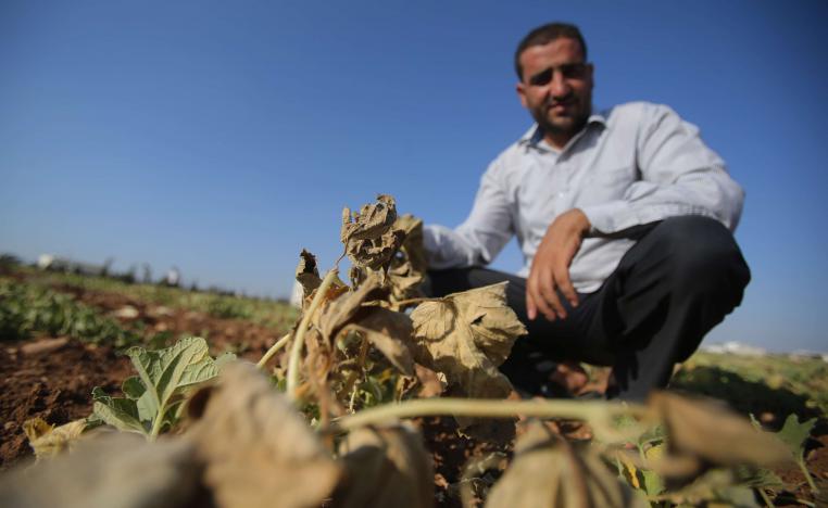 المزروعات الصيفية