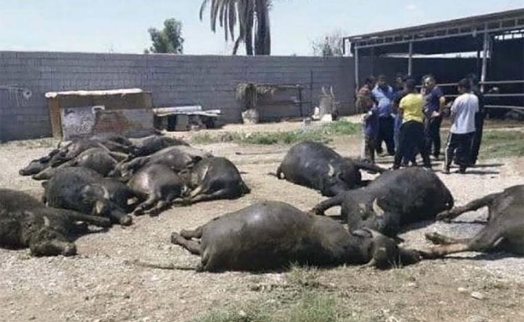 Buffaloes perished from lack of water