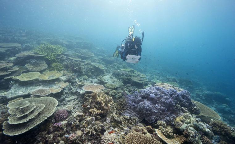 الحاجز المرجاني العظيم 