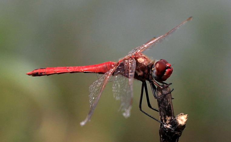 حشرات اليعسوب 