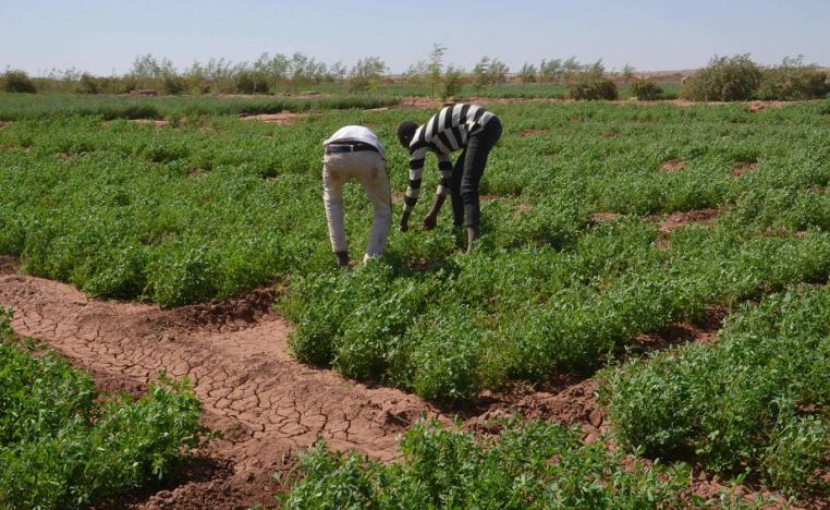 الزراعة