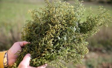 'غربة الشيح' 