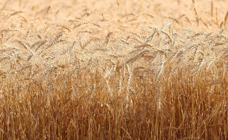 The worst Moroccan drought in 30 years has compromised this year's harvest