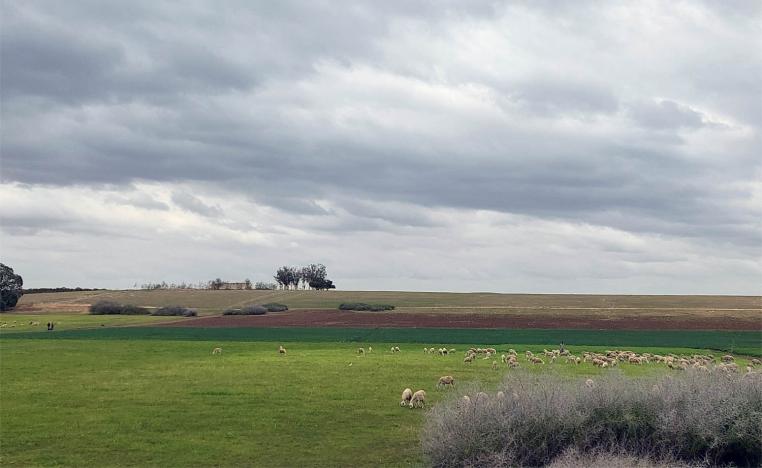 Farmland in the outskirts of Casablanca