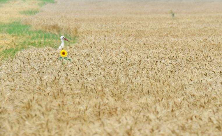 قمح أوكرانيا وروسيا يمثل 25 بالمئة و11 بالمئة من واردات المغرب