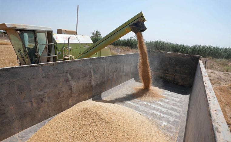 Less water has meant a smaller grain size and lower crop yields