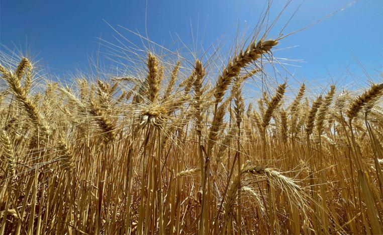 A wheat field in Krib town, Tunisia 
