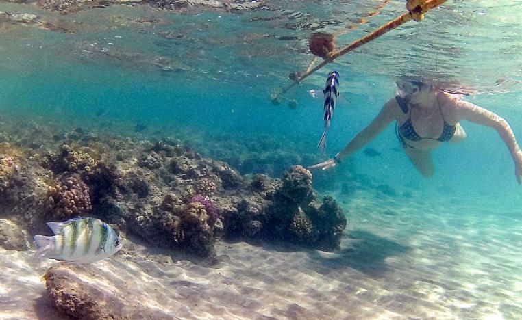 شعاب البحر الاحمر في مصر