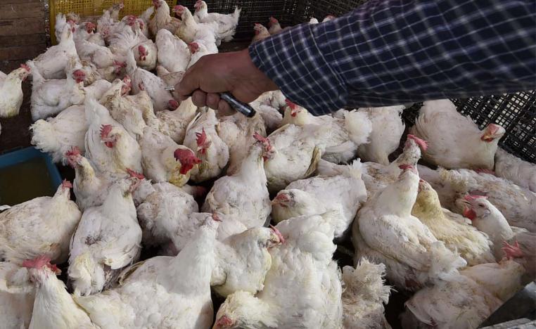 Poultry farm in Algeria