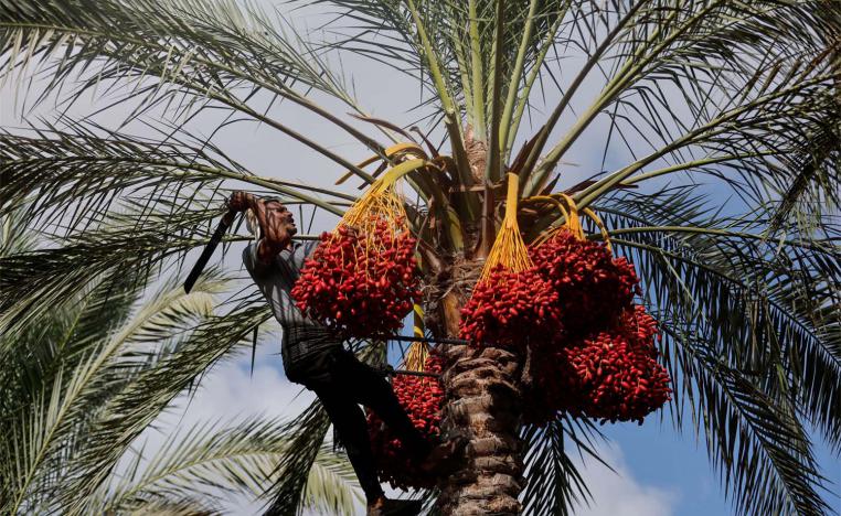 Climate change took its toll on the date harvest in Gaza