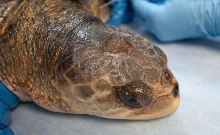 سلاحف بحرية