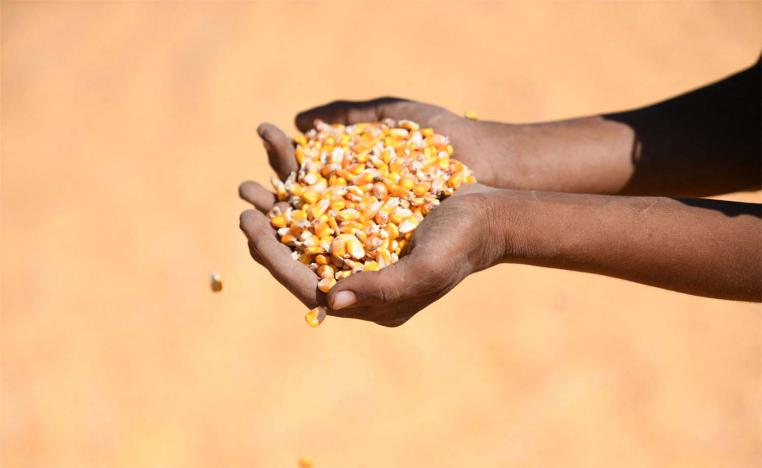 Supply Minister had said the corn would be offered to local producers on the exchange