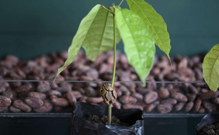 حبوب الكاكاو