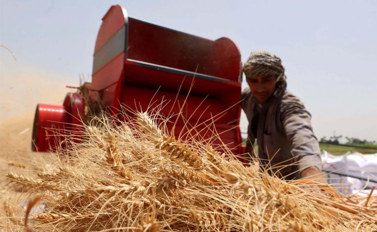 A farmer carries a bundle of wheat, after harvesting it from a field in Al Qalyubia Governorate, Egypt