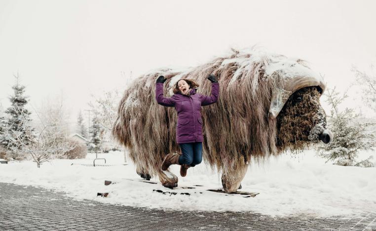 ثيران المسك