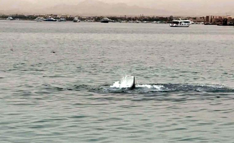 The shark was captured