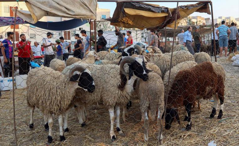 Sheep prices have risen by around a quarter