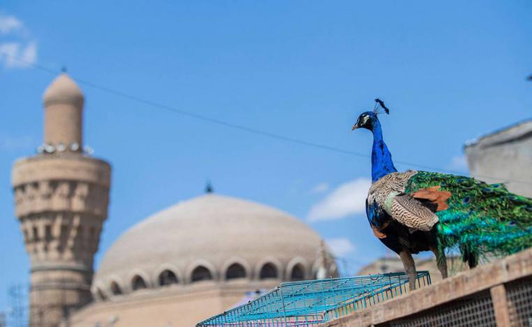 طاووس معروض للبيع في سوق الغزل وسط بغداد