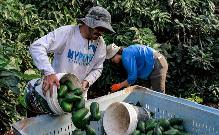 الزراعة الإسرائيلية من بين القطاعات المتضررة من حظر دخول العمال الفلسطينيين 