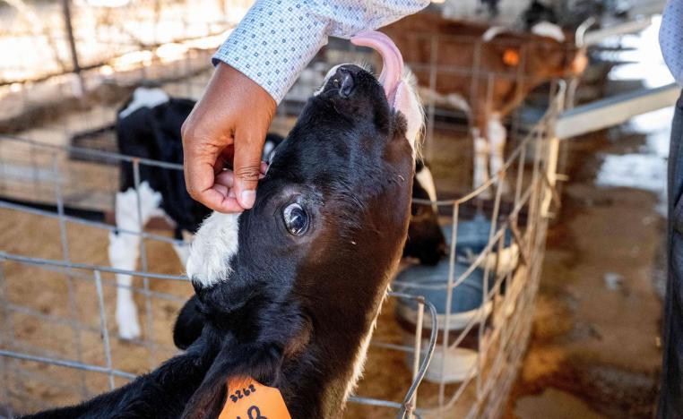 تربية الأبقار